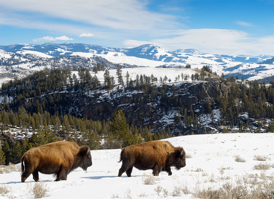 Helena, MT - American Bison Walking in the Yellowstone National Park in Wyoming, Montana